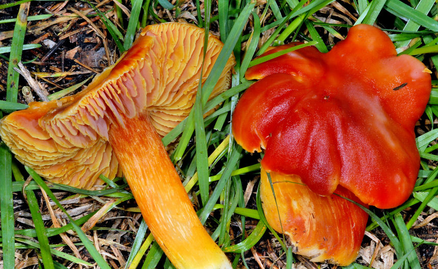 Hygrophoracee